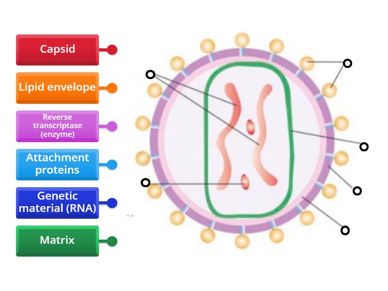 Virus Structure (HIV) - Labelled diagram