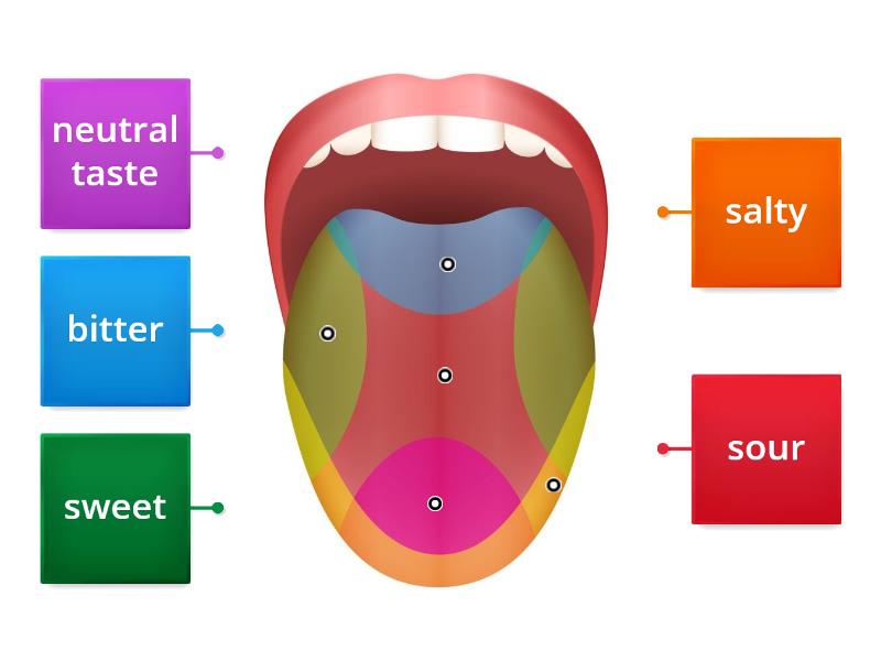 Tongue Tastes - Labelled Diagram