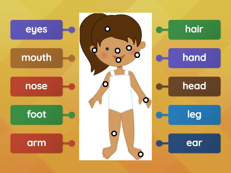 Body Parts - Labelled diagram