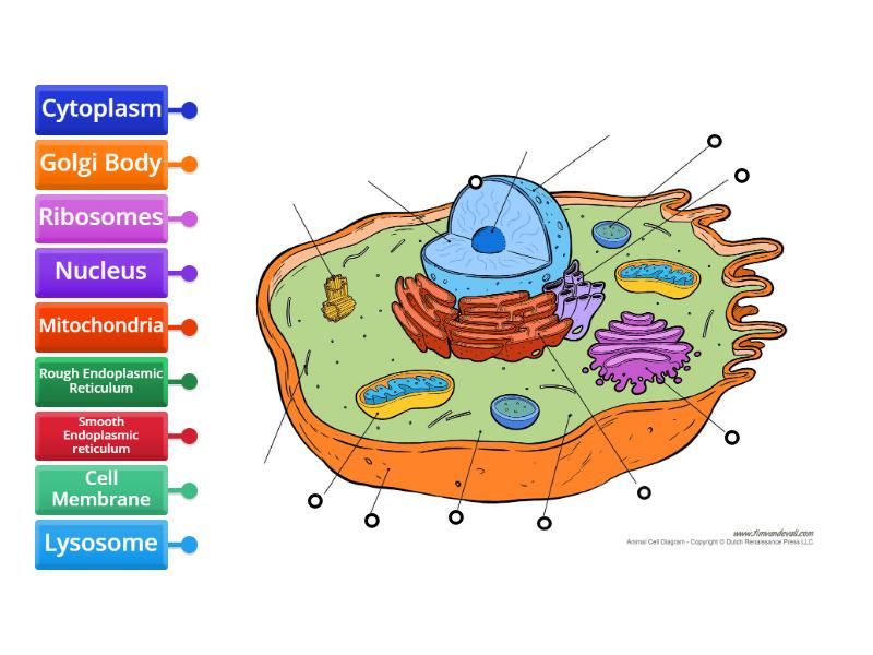 Label the Cell - Labelled diagram