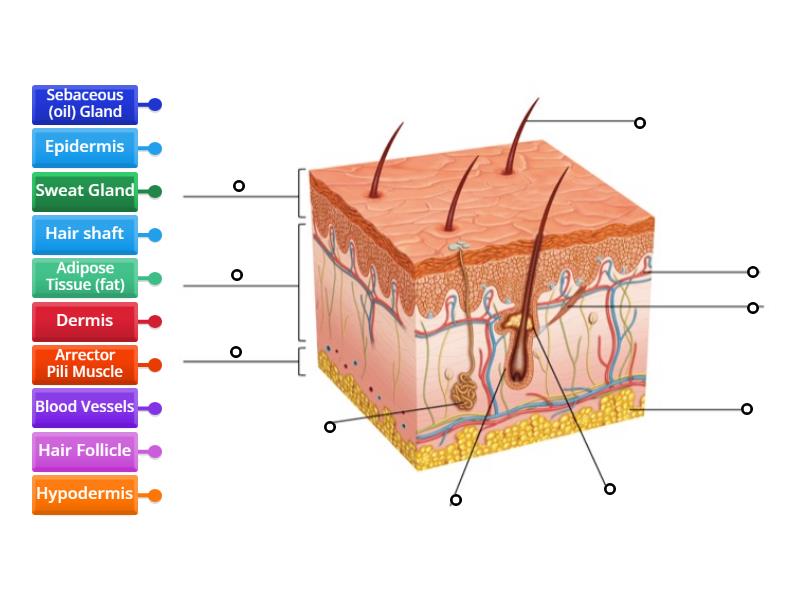 Integumentary System Diagram (basic) - Labelled Diagram