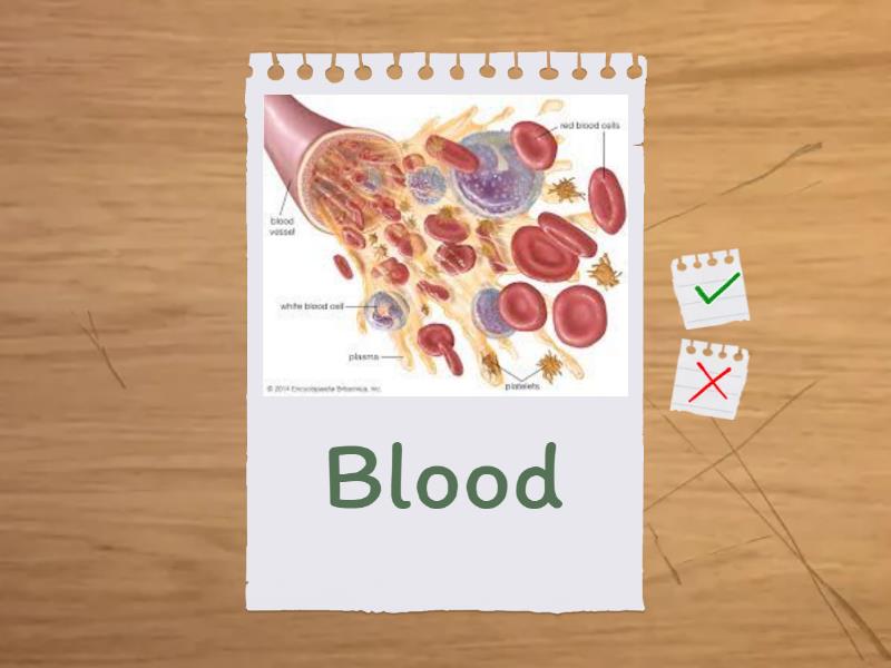 Blood - Flash cards