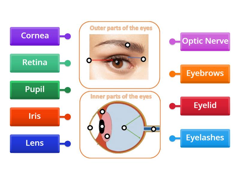 Science 3: Parts of the Eyes - Labelled diagram