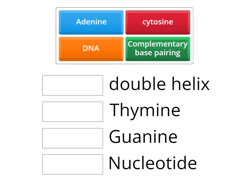 Terms in DNA - Match up