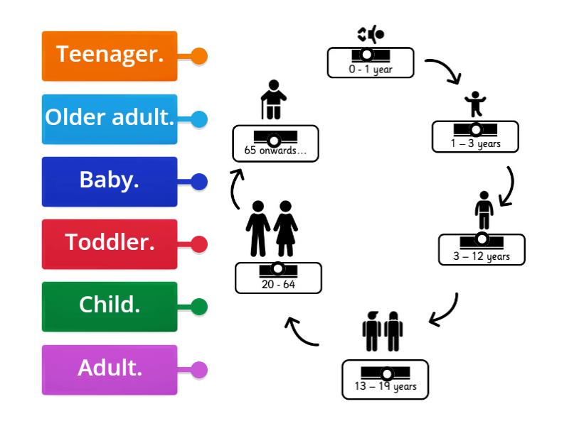 human stages of growth - Labelled diagram