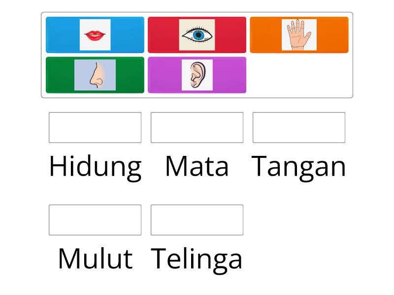 Mengenal Anggota Tubuh - Match up