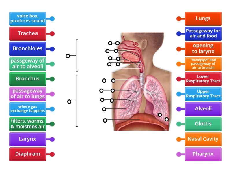 Respiratory tract and functions diagrama con etiquetas