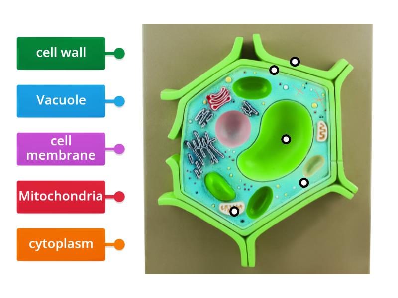 of-plant-cell-labelled-diagram