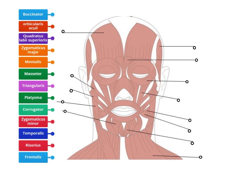 Muscles of the head Biology Diagrams