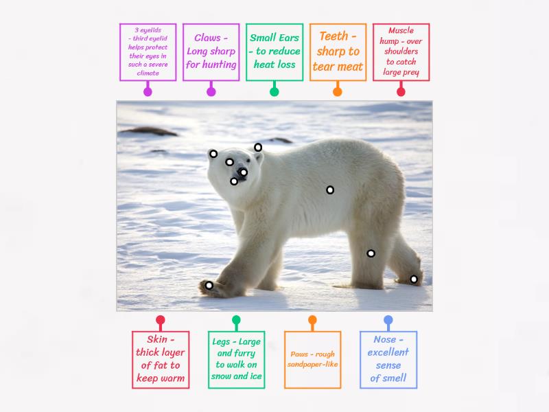 Polar Bear - Adaptations - Labelled diagram