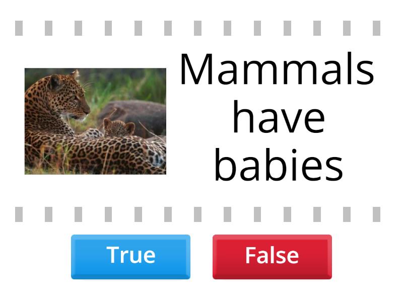 Super minds 2 Animal family groups - True or false