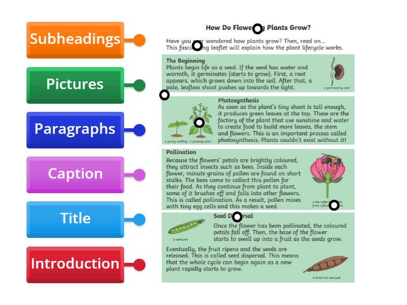 Features of an information text - Labelled diagram