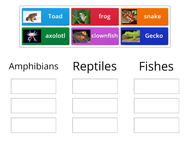 Match the animals to correct group - Group sort