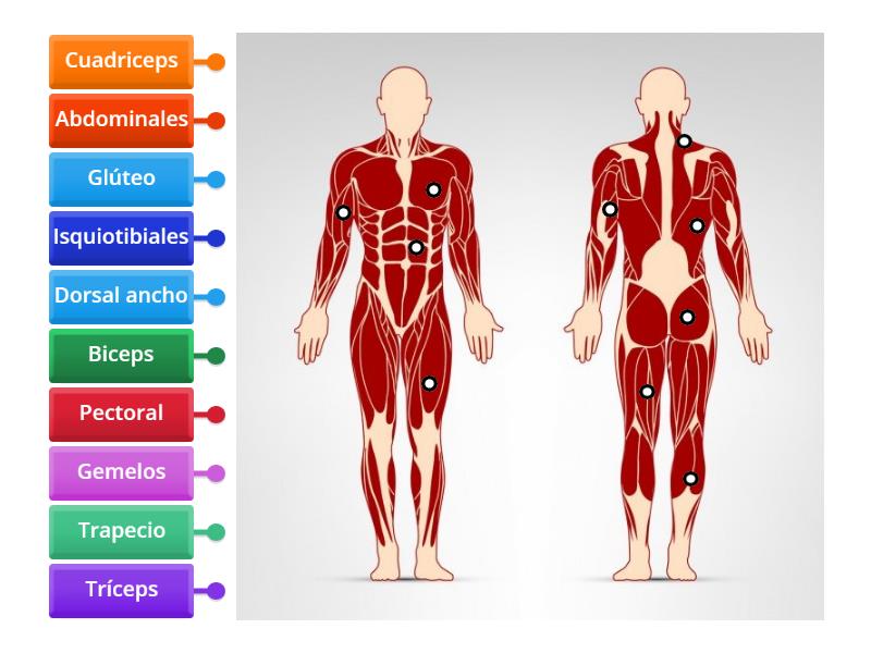 Grupos Musculares Labelled Diagram