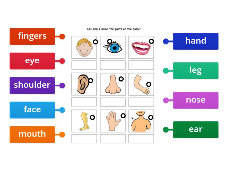 Identify the parts of the body Labelled diagram