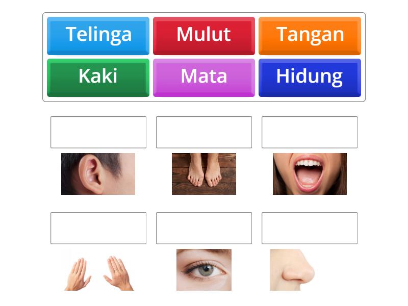 Mengenal Anggota Tubuh - Match up