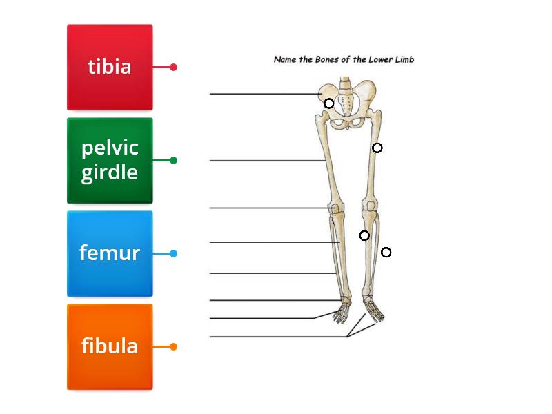 parts of hind limb - Labelled diagram