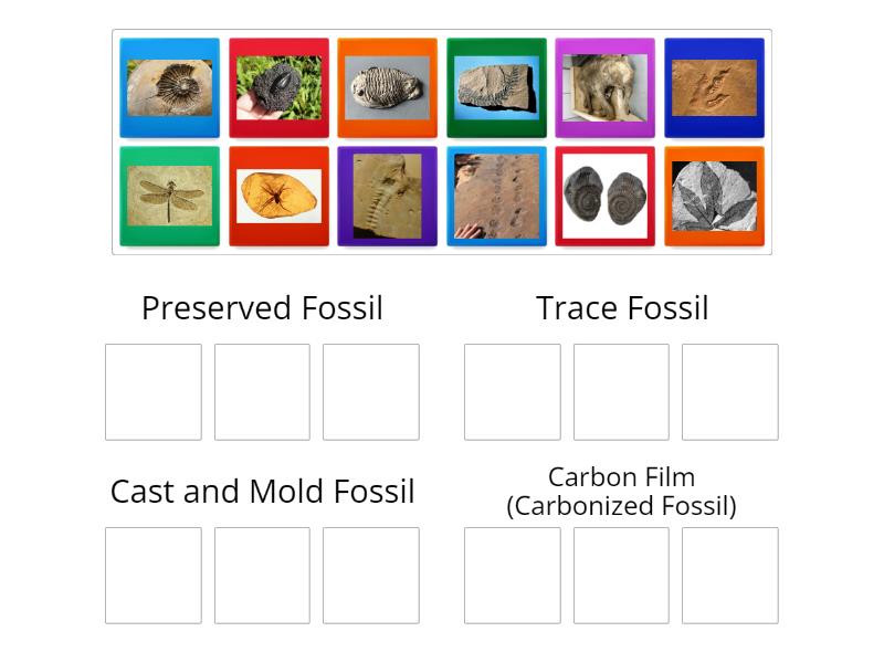 Fossil Sorting Activity - Ordenar por grupo