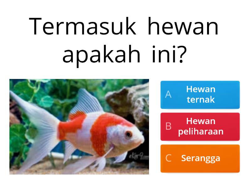 Mengenal Hewan - Quiz