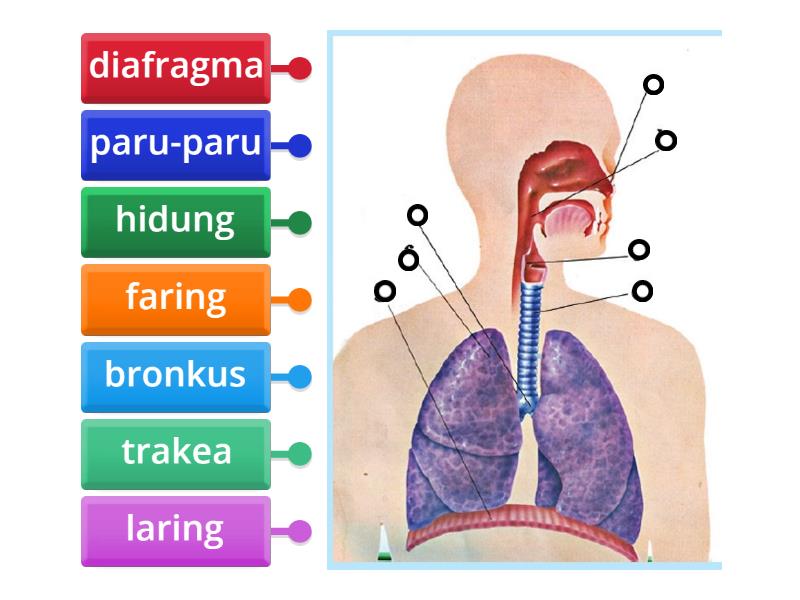 Sistem Pernapasan Pada Manusia Labelled Diagram