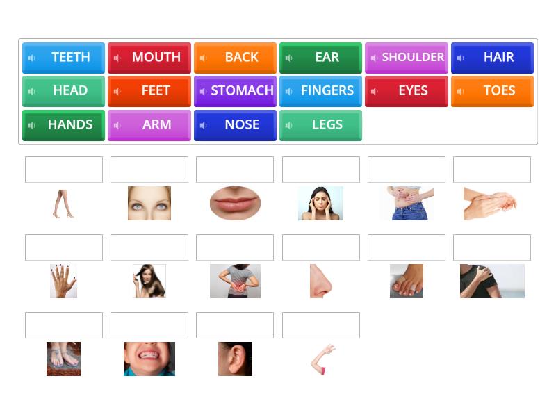 Parts Of The Body - Match Up