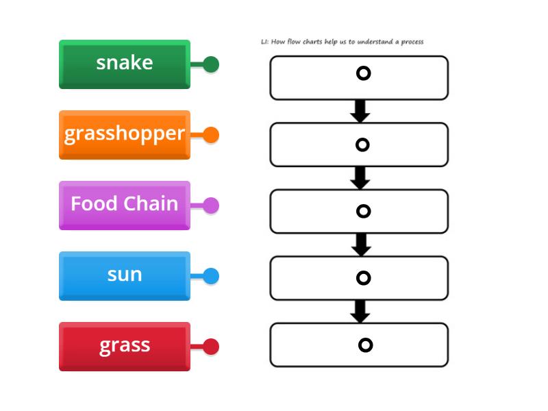 Food Chain Diagram Labelled Diagram