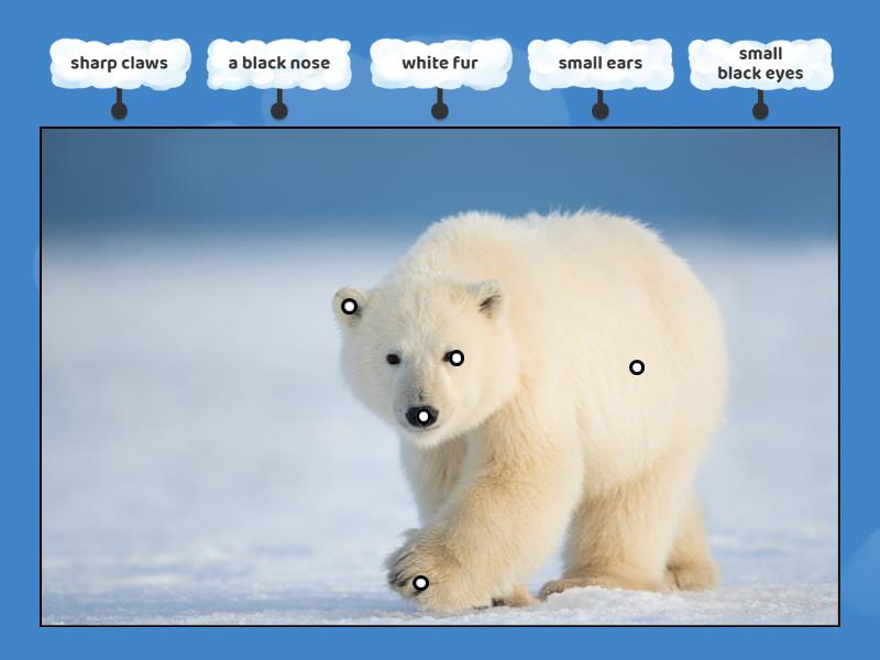 Body Of A Polar Bear - Labelled Diagram