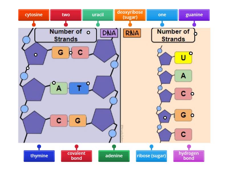 Labeling DNA & RNA Diagrams - Labelled diagram