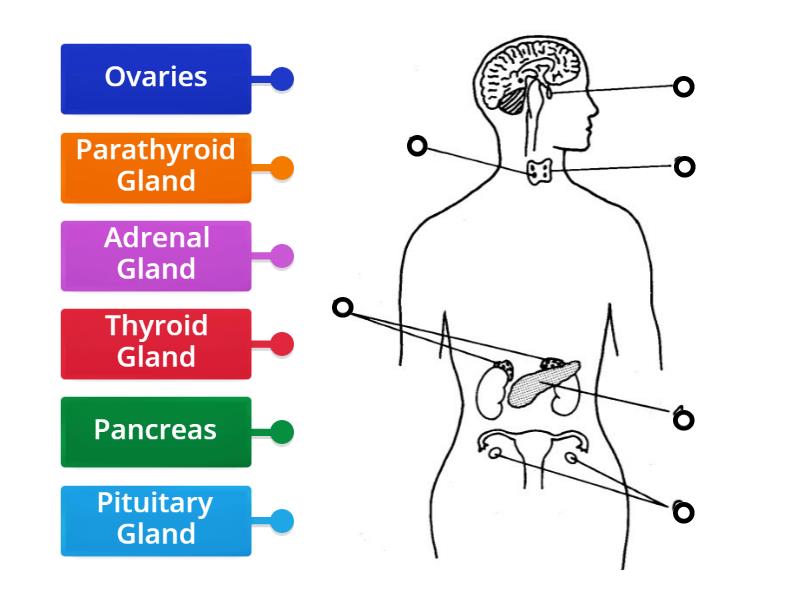 Endocrine System Label the Diagram - Labelled diagram