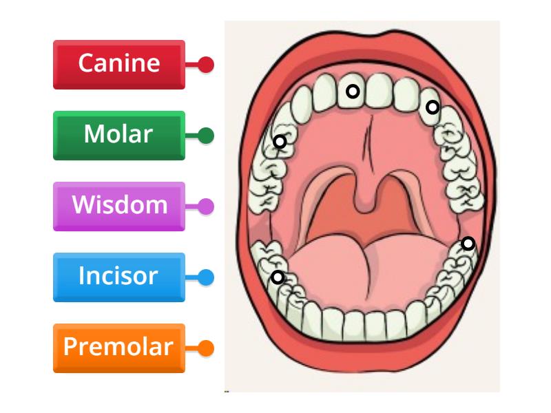 Label the teeth - Labelled diagram