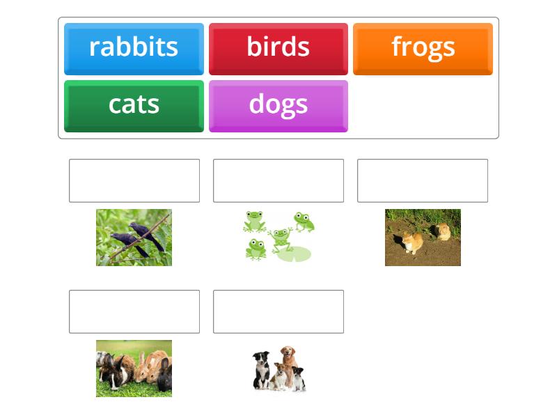 Let's Go 1 Unit 8 Part 1 (Understanding animals) - Match up