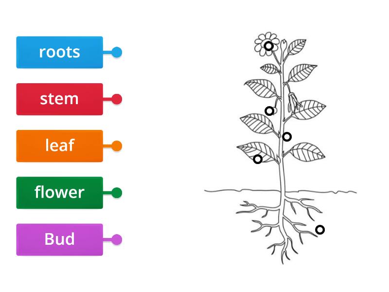 Plants - Labelled diagram