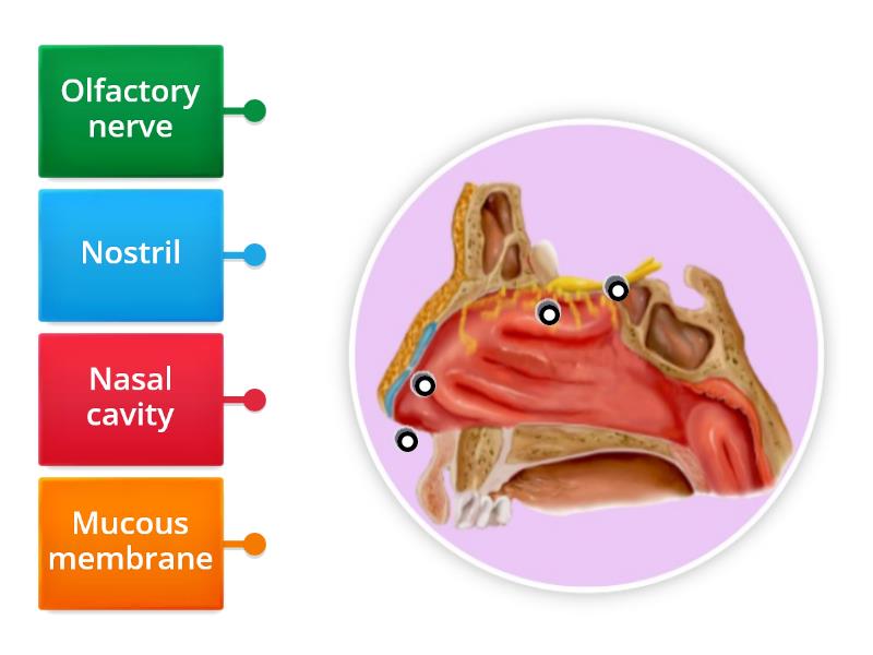 Partes de la nariz - Labelled diagram