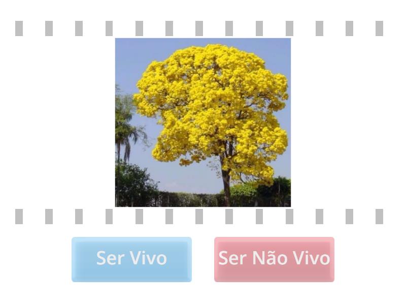 Seres Vivos e Não Vivos 3 - True or false