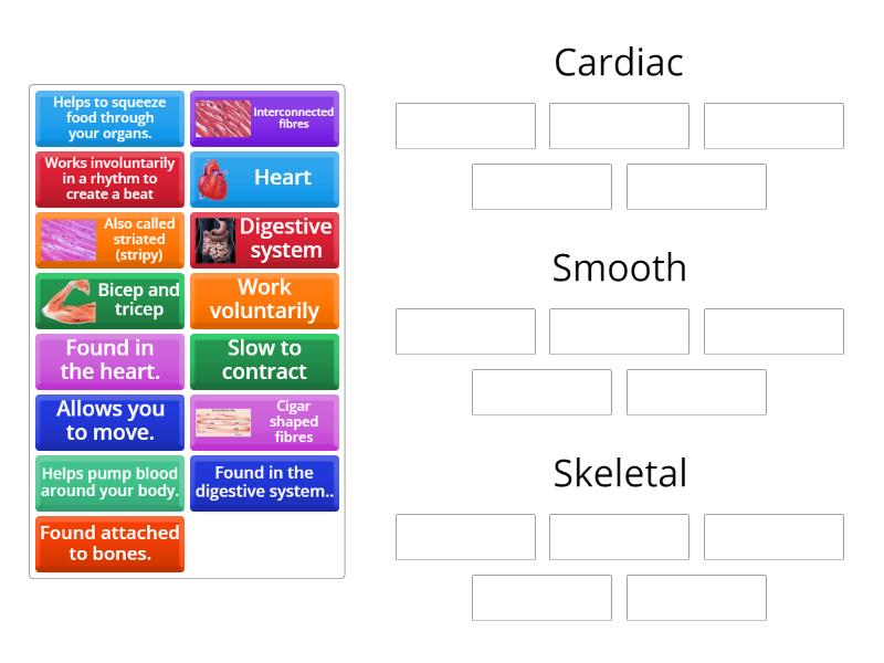 Muscle fibre types - Group sort