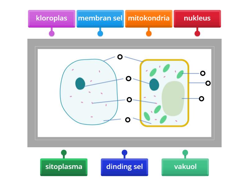 STRUKTUR SEL HAIWAN DAN SEL TUMBUHAN - Labelled diagram