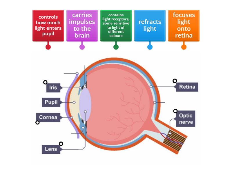 Functions of parts of the eye matched to B9.2 Sense organs Cambridge ...