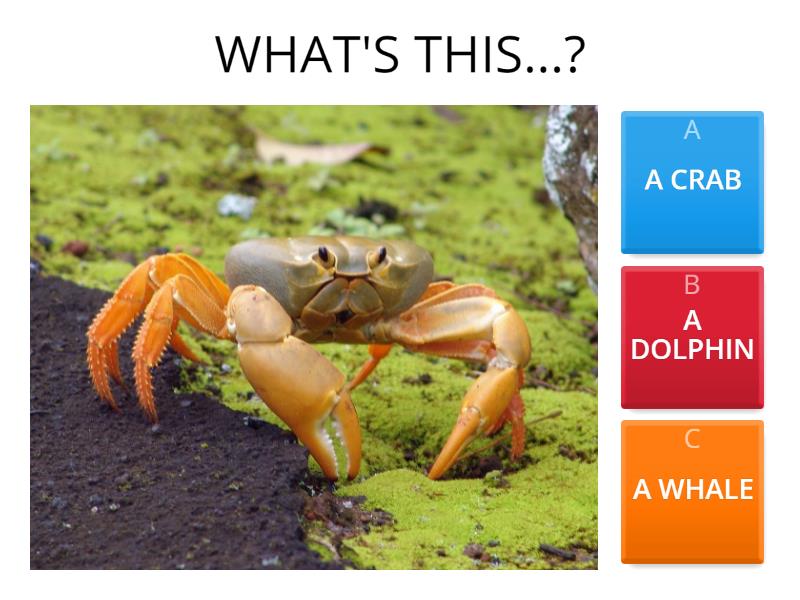 UNDER THE SEA - Quiz