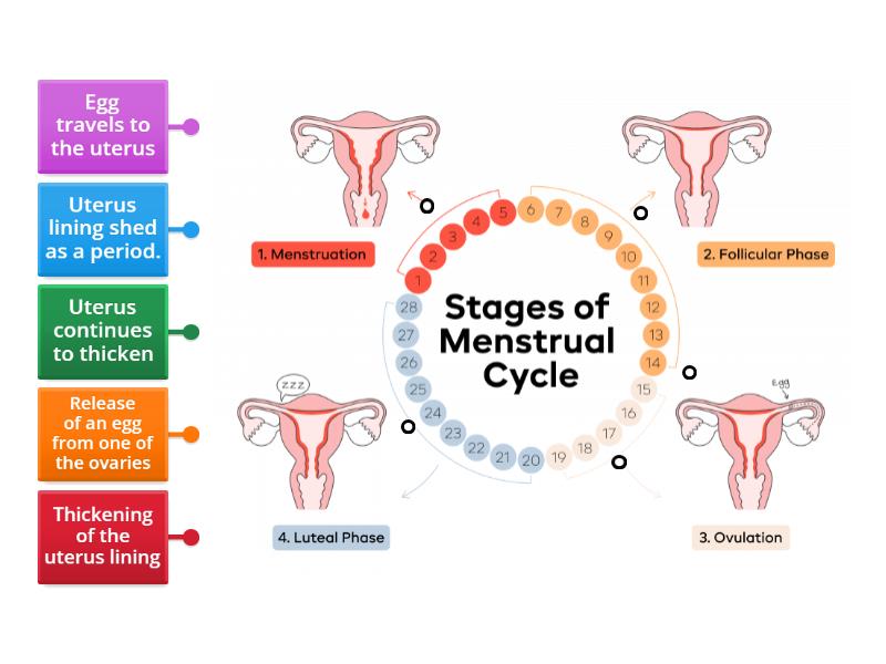 Menstruation Cycle - Labelled diagram