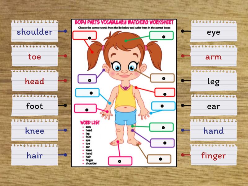 body parts - Labelled diagram