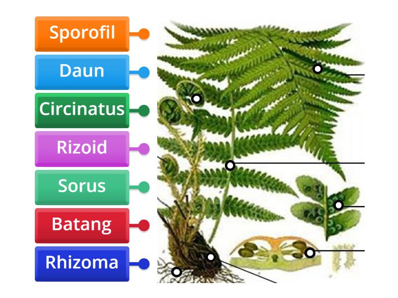 Mengidentifikasi Bagian Tumbuhan Paku Suplir Labelled Diagram