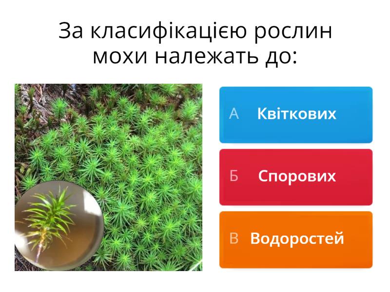 Спорові рослини - Вікторина