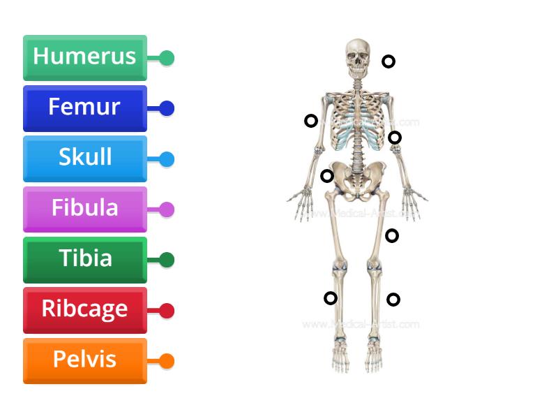 Human Skeletal System - Labelled diagram