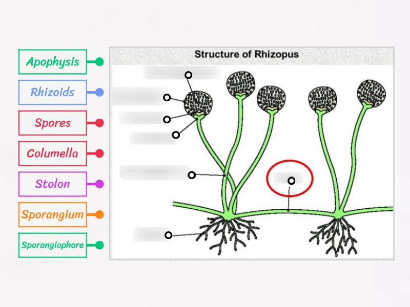 Structure Of Rhizopus - Labelled Diagram