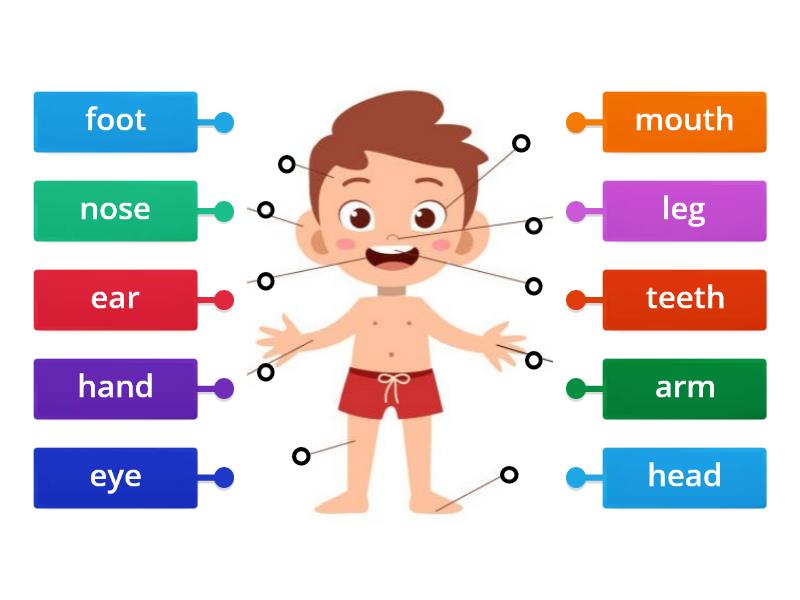 Body parts - labelling - Labelled diagram