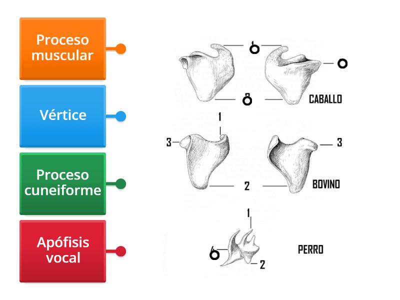 cartílago aritenoides Labelled diagram