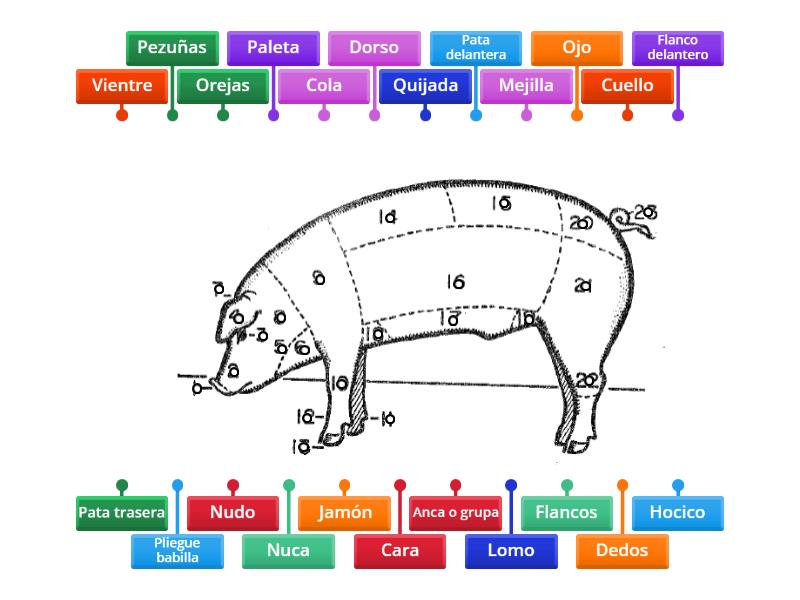 Partes del cerdo - Labelled diagram