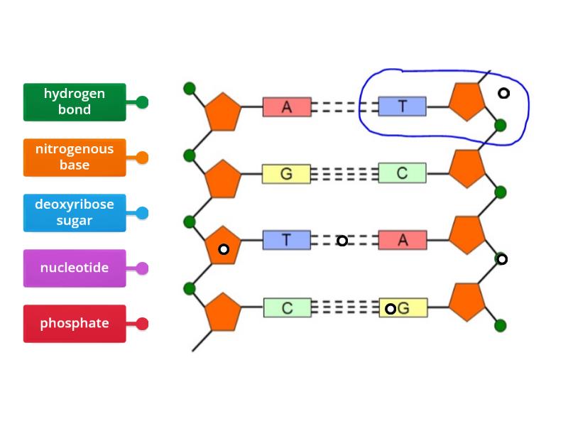 GCSE DNA structure - Labelled diagram