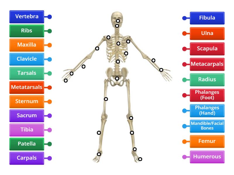 Skeletal System: Know Your Bones - Labelled diagram