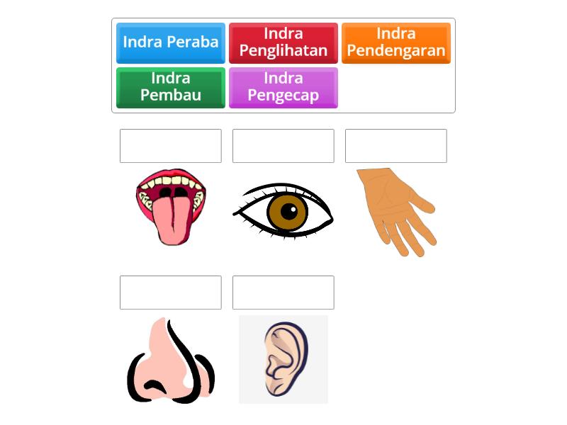 alat indra manusia - Match up